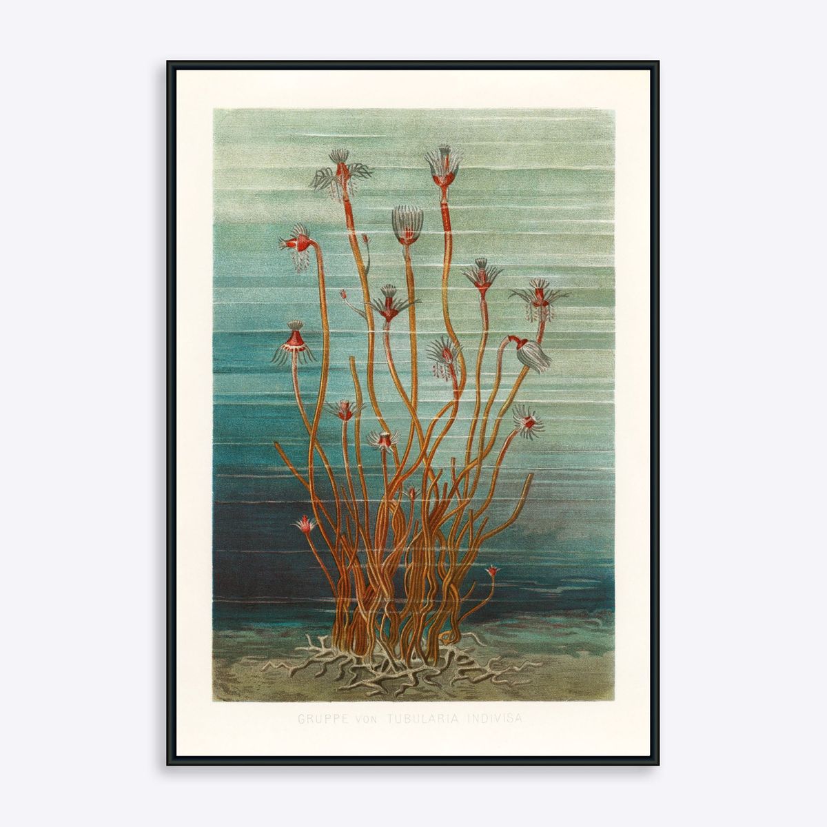 Sea Weeds - 21x30 cm