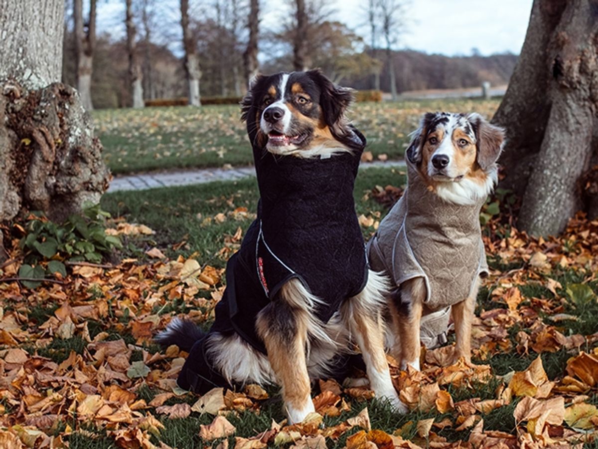 Siccaro Solution. Wetdog tørredækken.