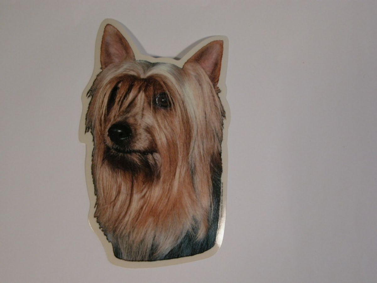 Silky Terrier, hv. Vælg: klistermærke, nøglering, broche, slipsenål, mm