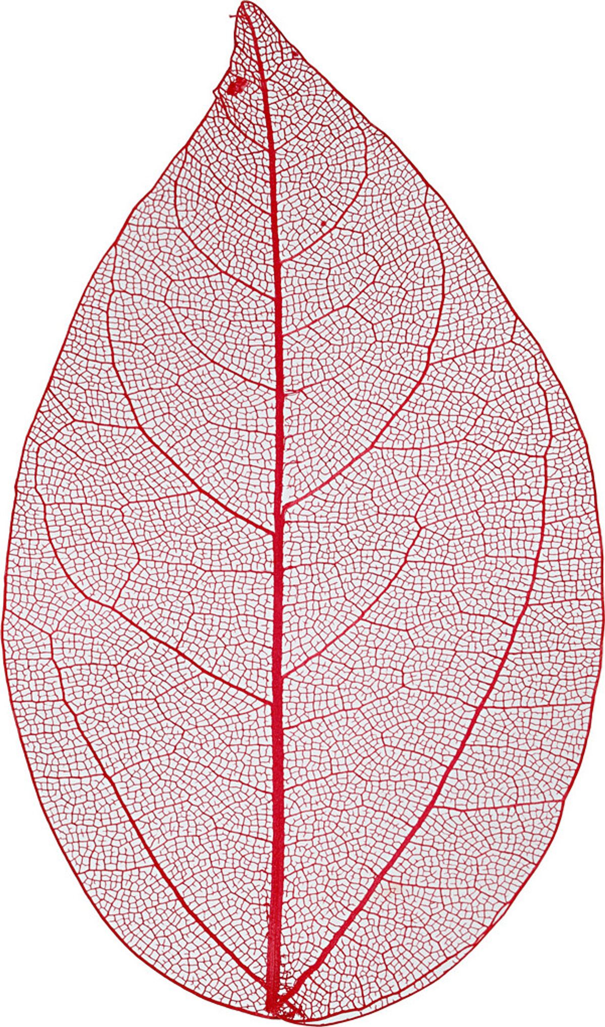 Skeletblade - L 6-8 Cm - Rød - 20 Stk.