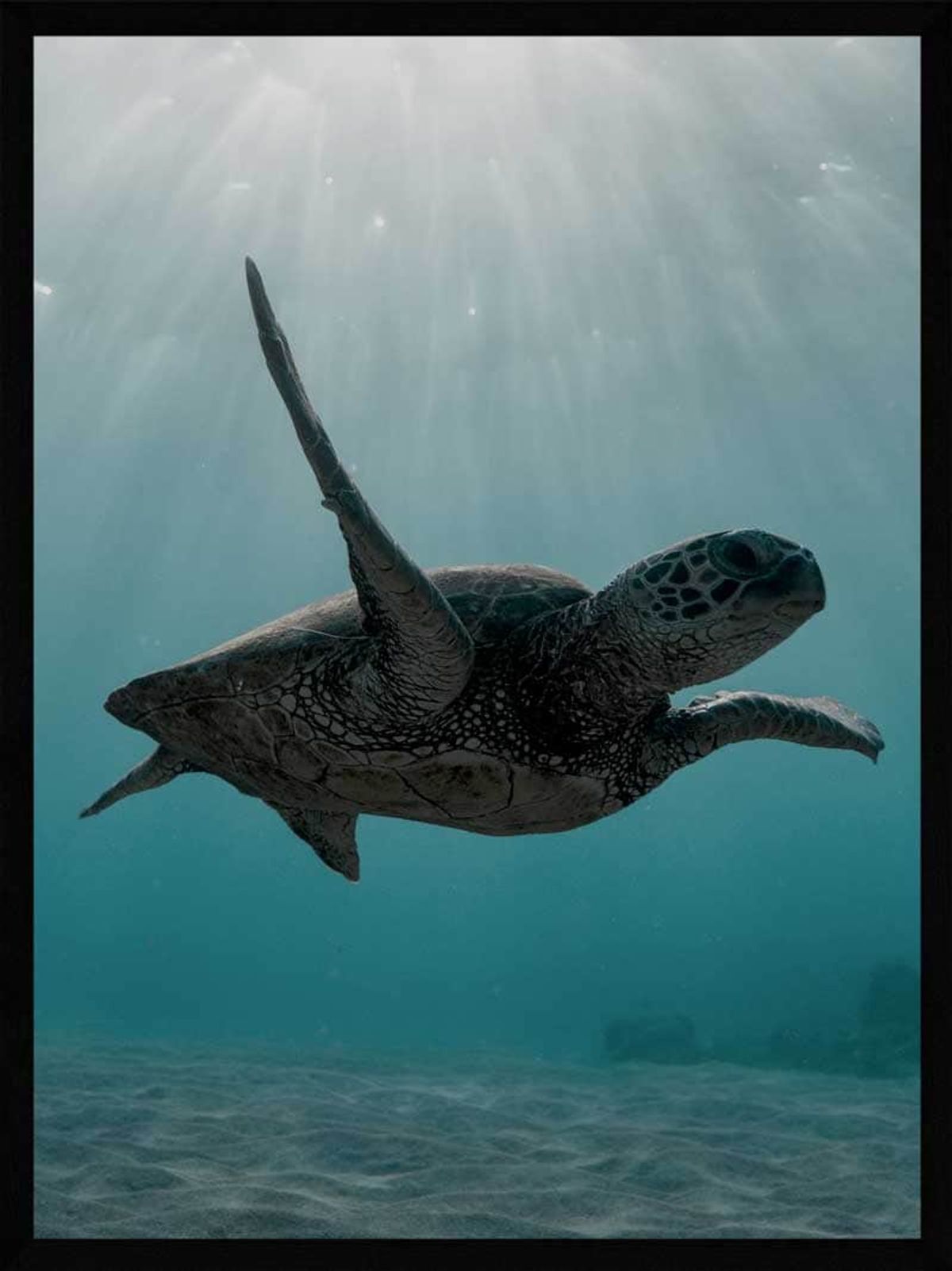 Skildpadde under havet - Plakat