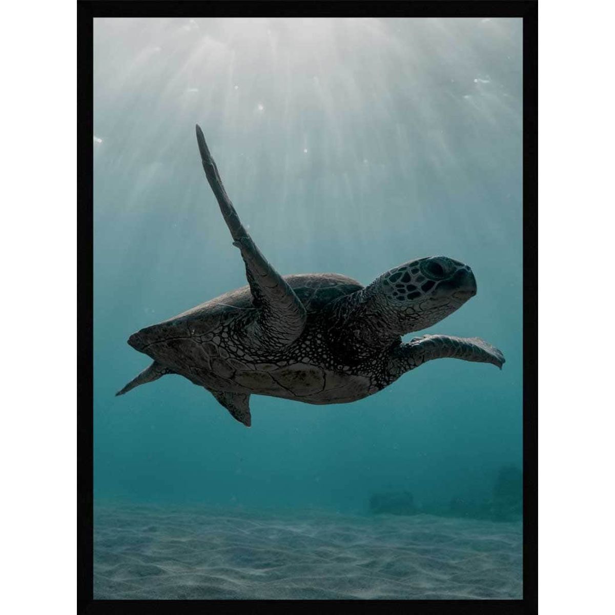 Skildpadde under havet - Plakat