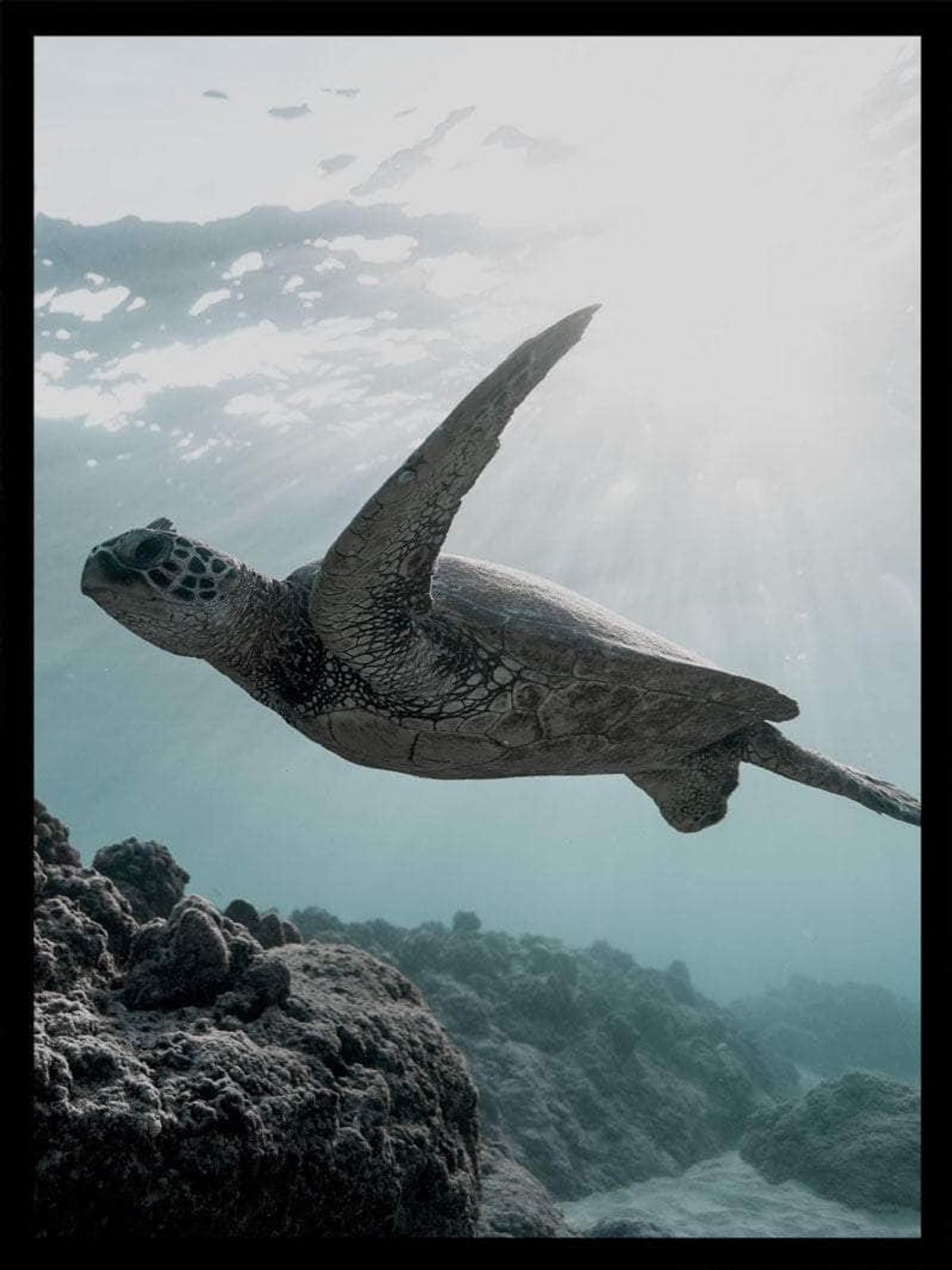 Skildpadde under vandet - Plakat