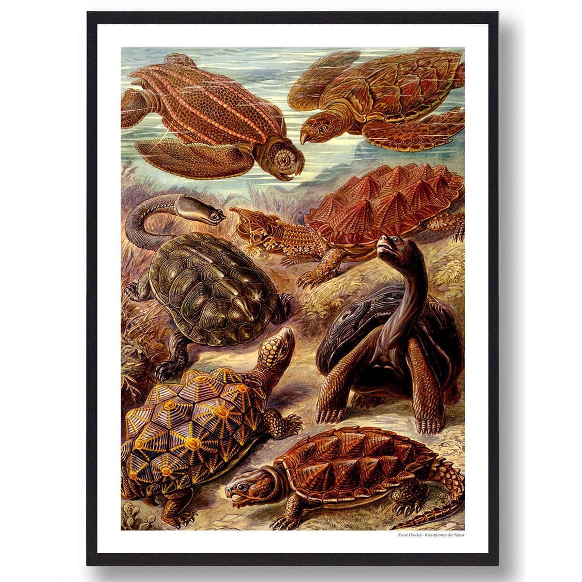 Skildpadder - plakat (Størrelse: L - 50x70cm (B2))