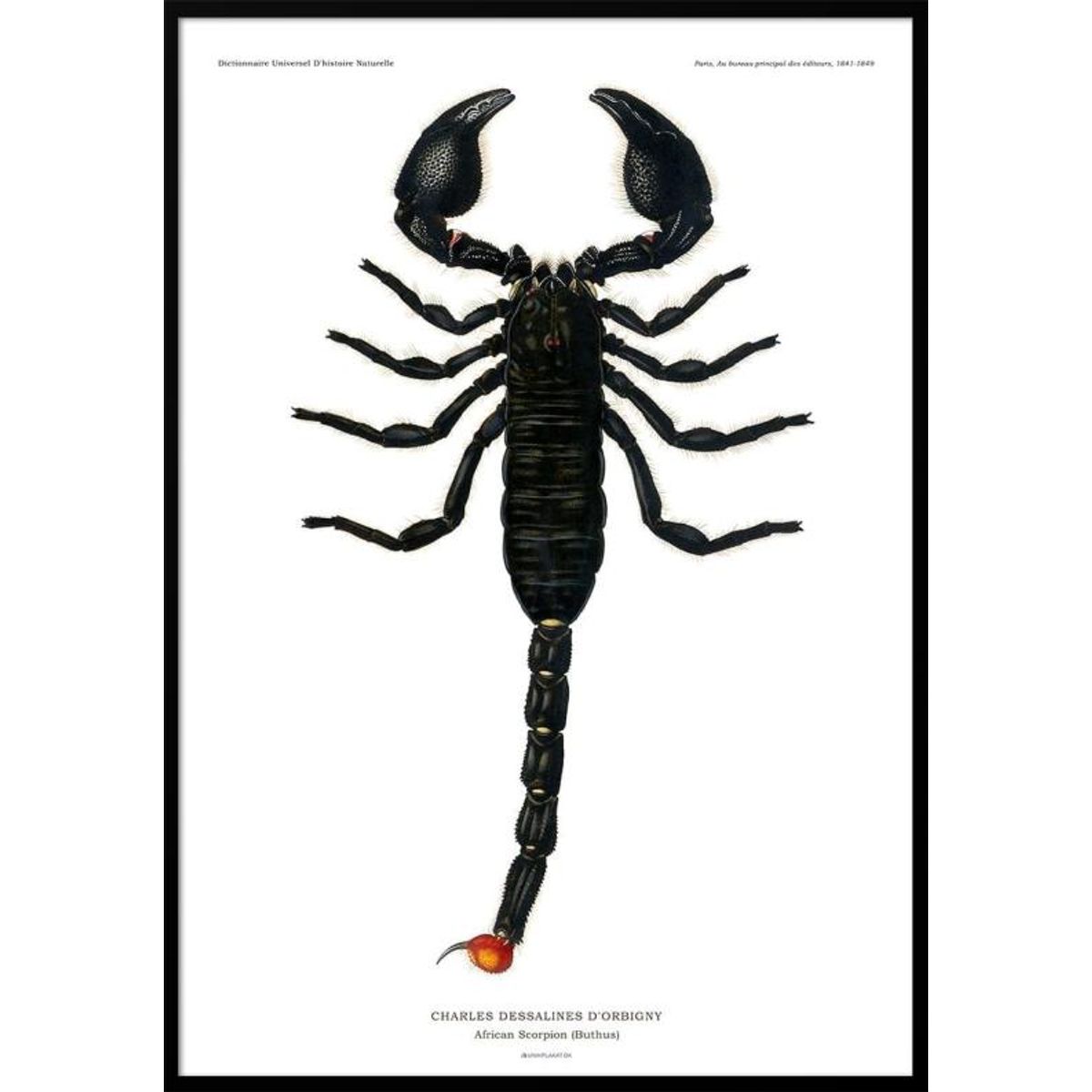 Skorpion plakat