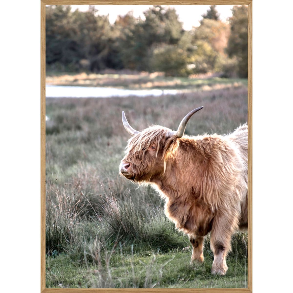 SKOTSK HØJLANDSKVÆG - NATURPLAKAT 50 x 70cm - BOLIGEN > NATURPLAKATER - Living Nature