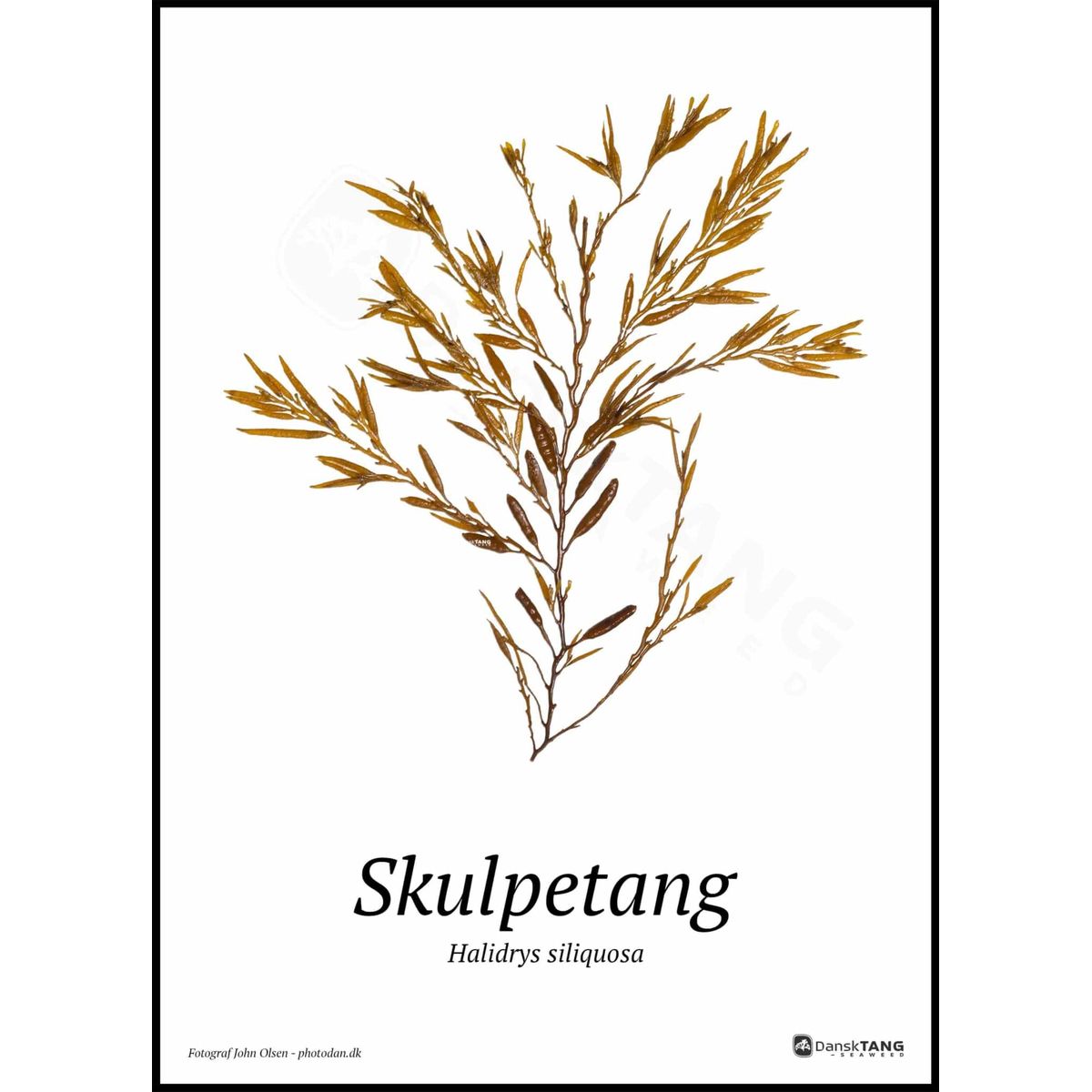 Skulpetang plakat