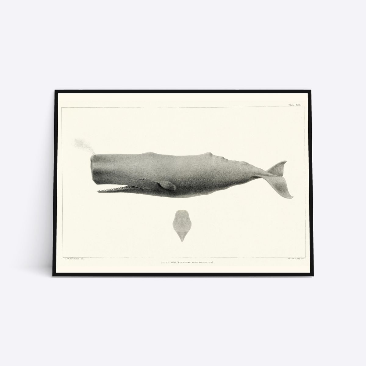 Sperm Whale - 21x30 cm