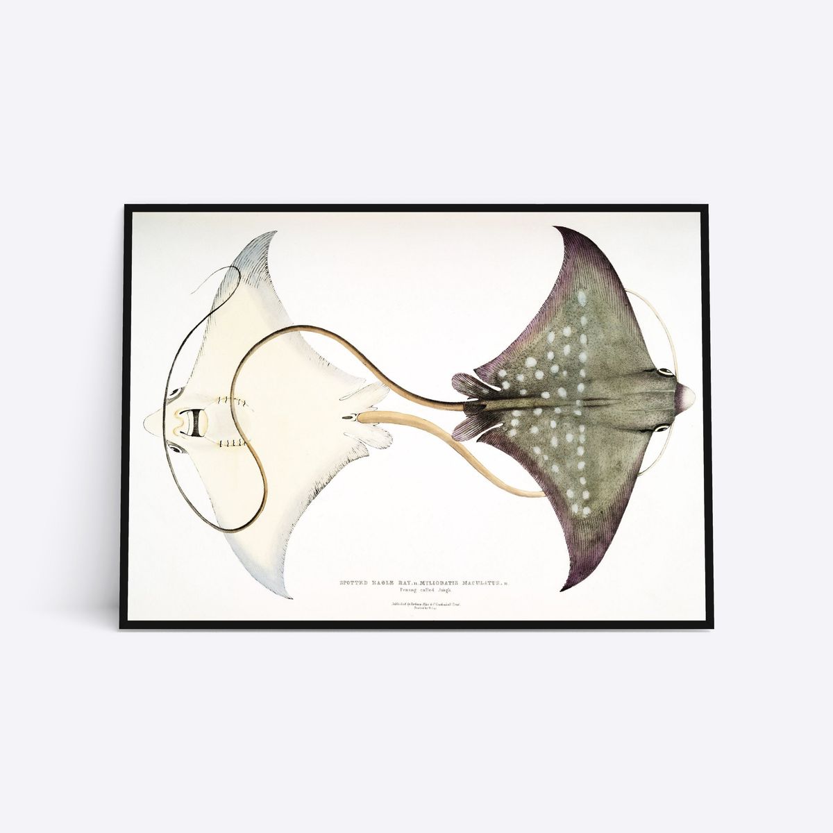 Spotted Eagle Ray - 30x40 cm