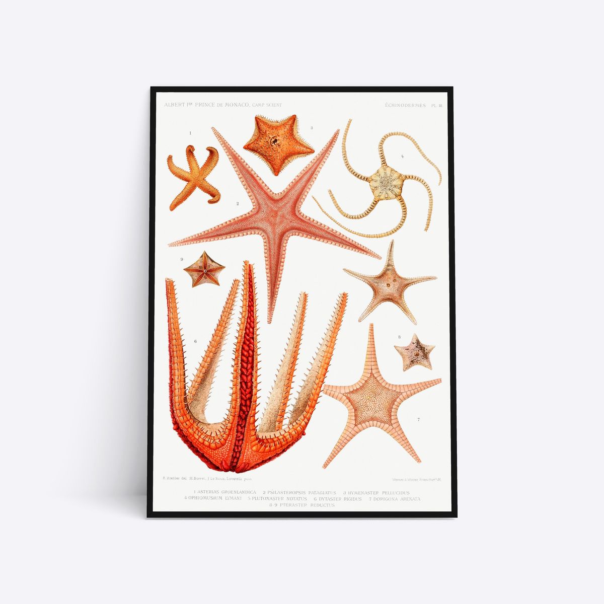 Starfish - 21x30 cm