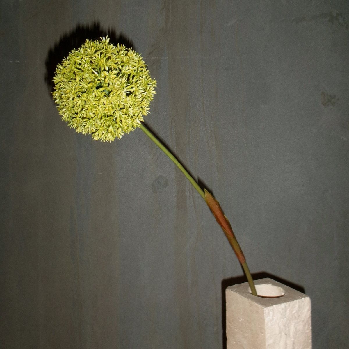 Stor Allium "Green Ball" Blomst