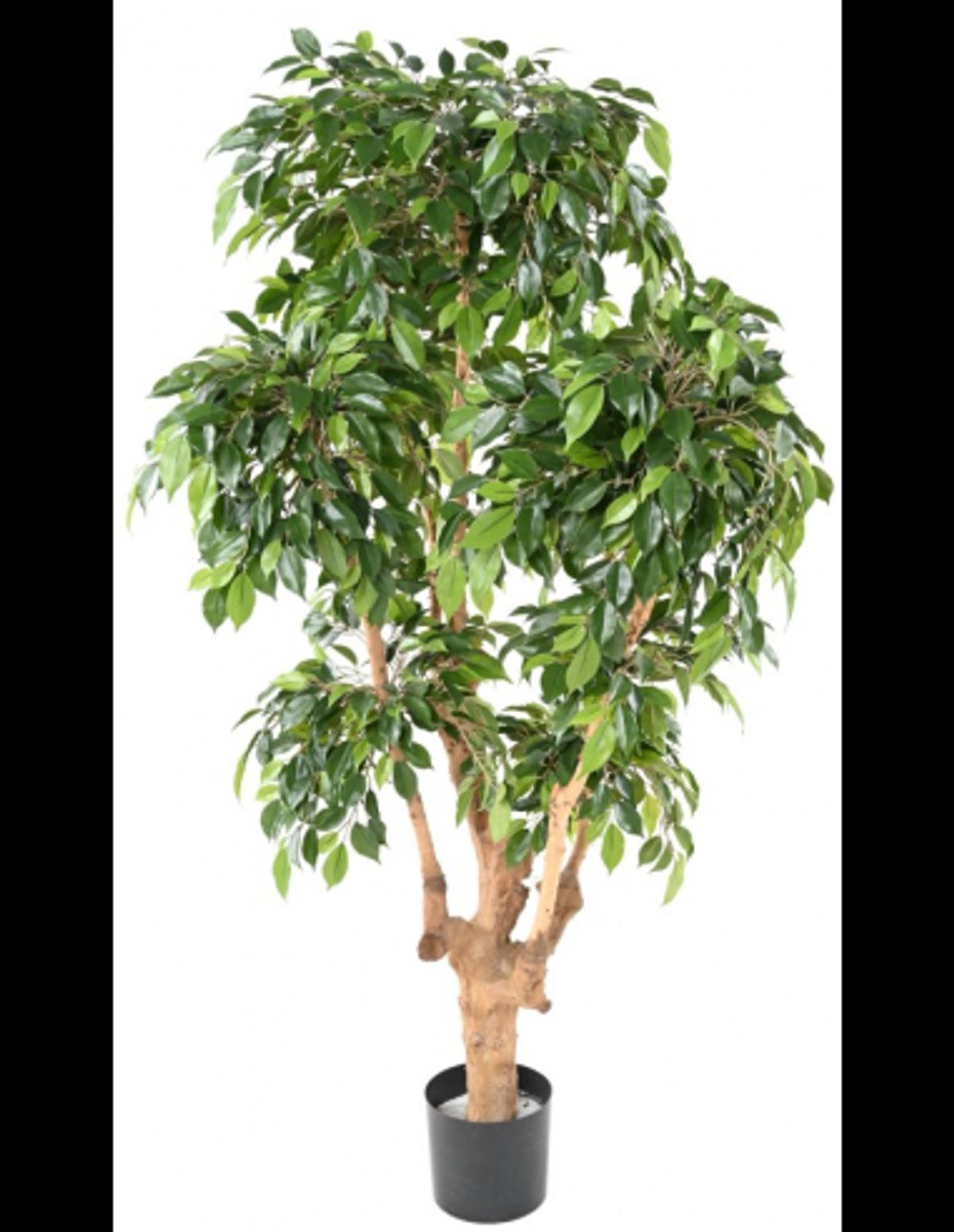 Stor kunstig Ficus plante H170 cm