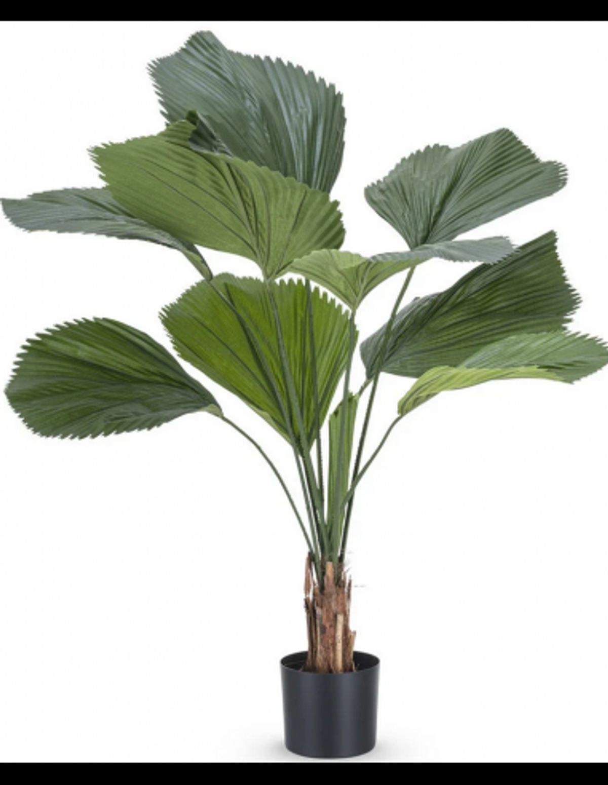 Stor kunstig Lucuala Grandis plante H120 cm