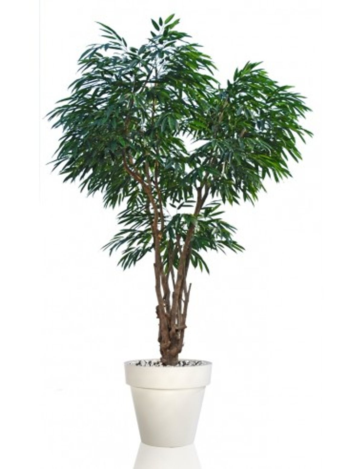 Stort kunstigt Longifolia træ med potte H250 cm