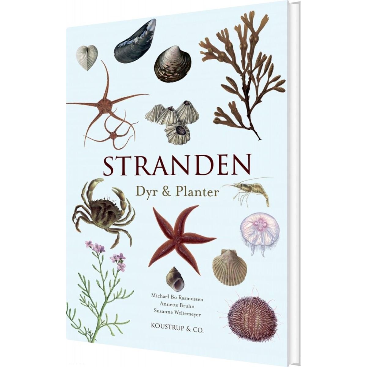 Stranden - Michael Bo Rasmussen - Bog