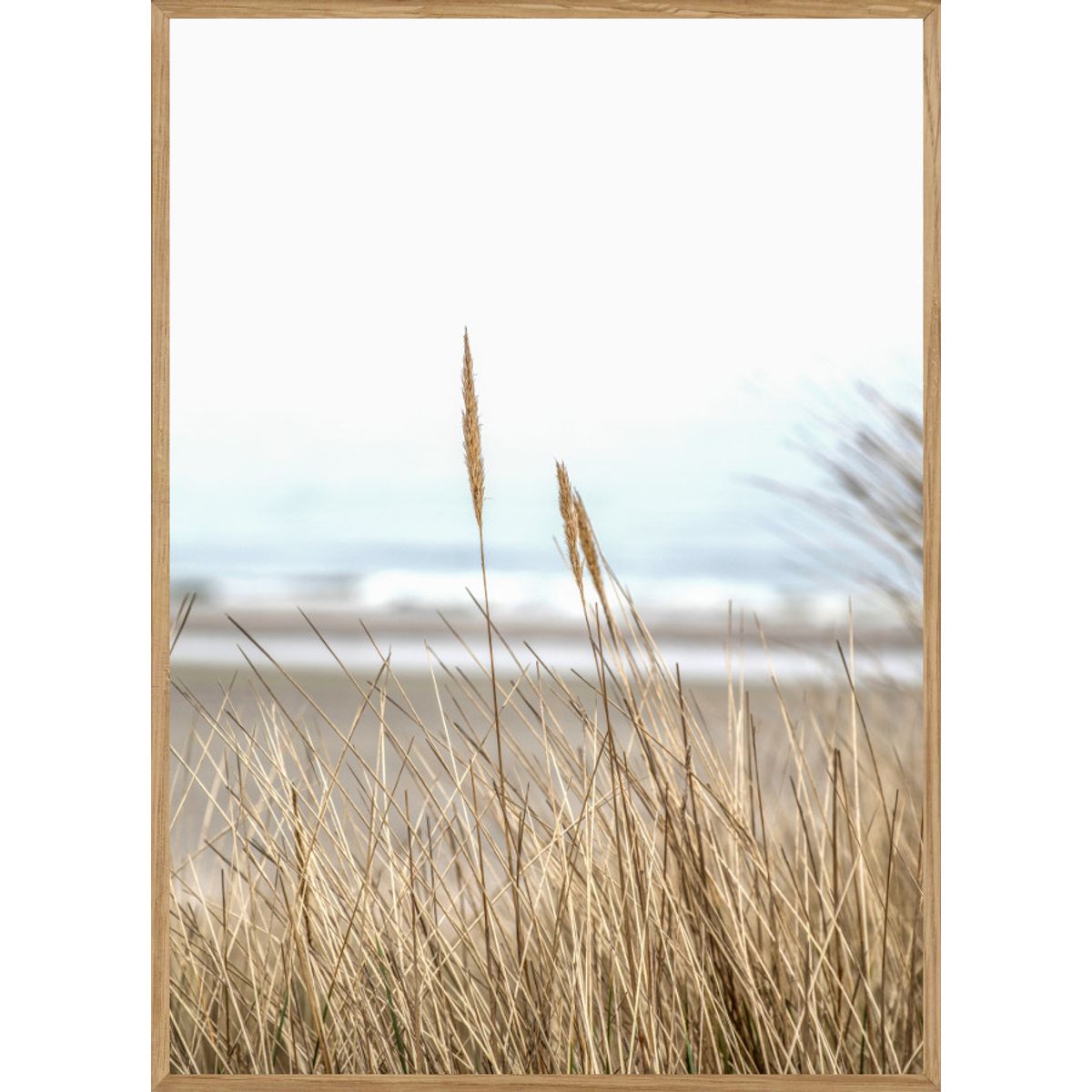 STRANDSTRÅ - NATURPLAKAT 70 x 100cm - BOLIGEN > NATURPLAKATER - Living Nature