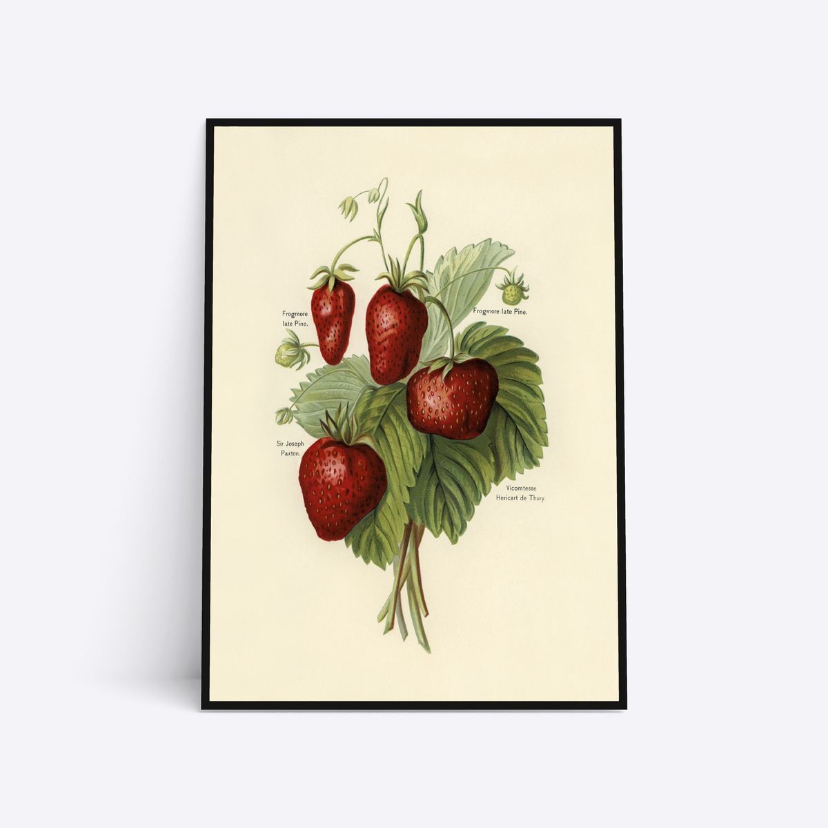 Strawberries - 30x40 cm