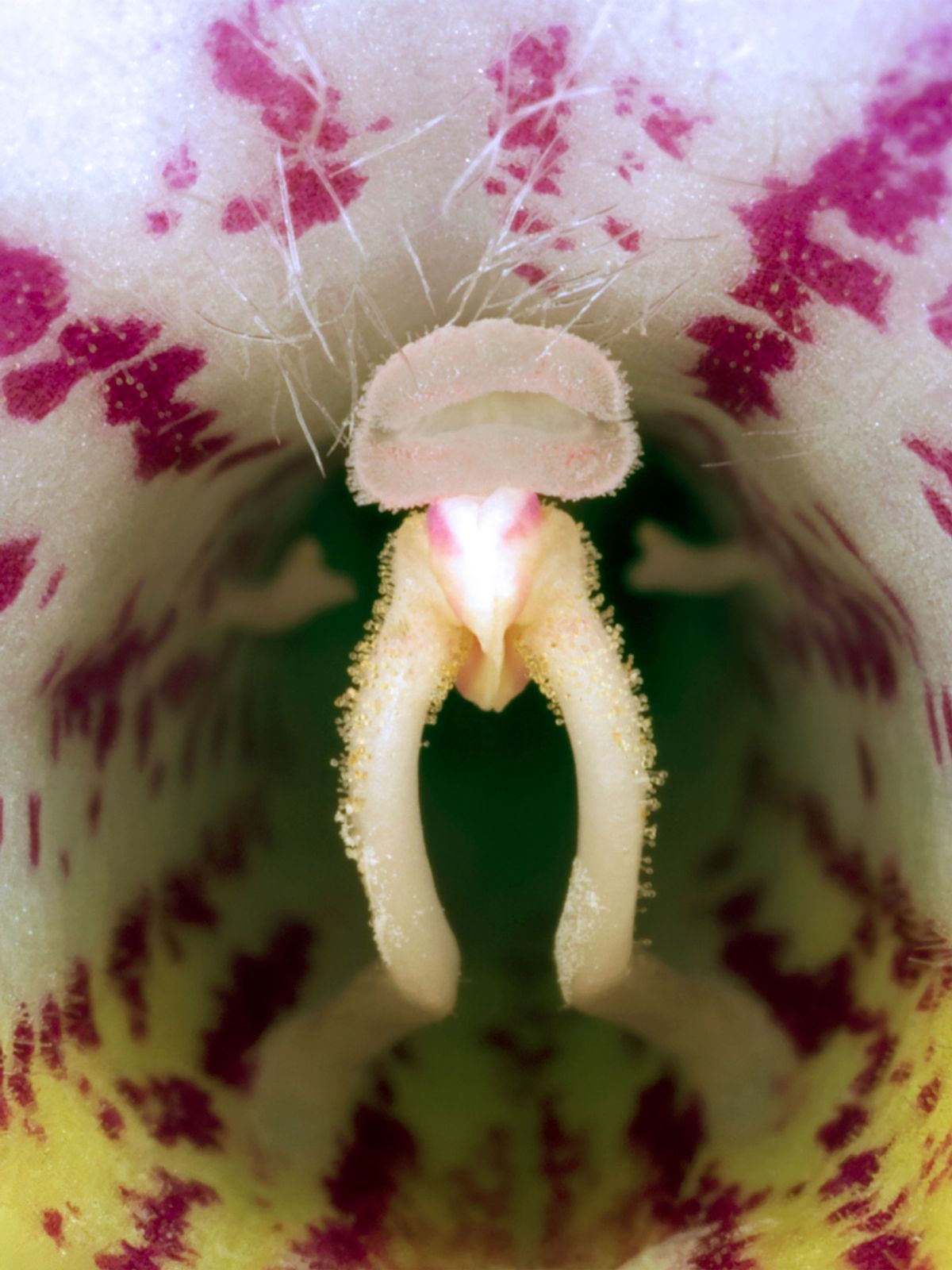 Streptocarpus af Pauline Snoeijs