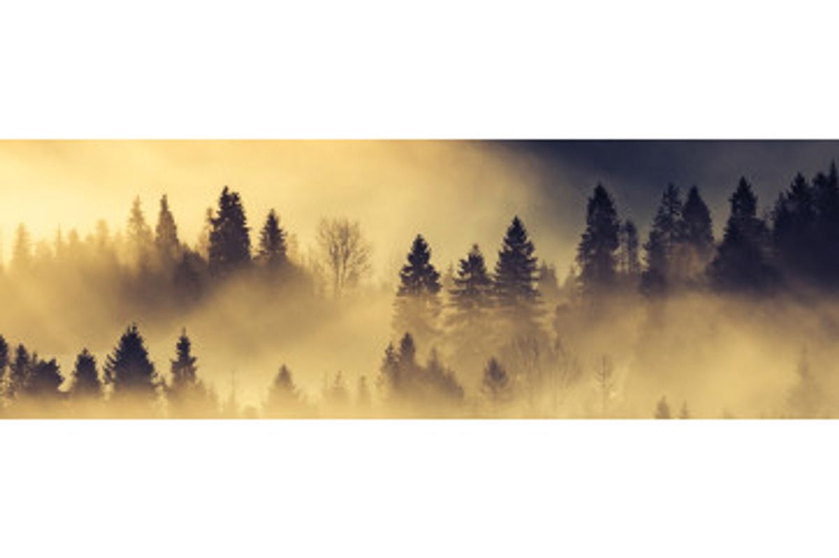 Stænkfolie til køkken - Forest Landscape In Morning