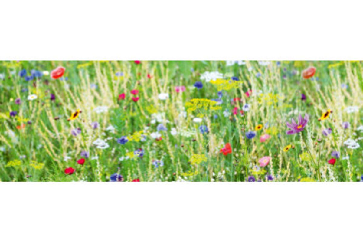 Stænkfolie til køkken - Meadow With Flowers