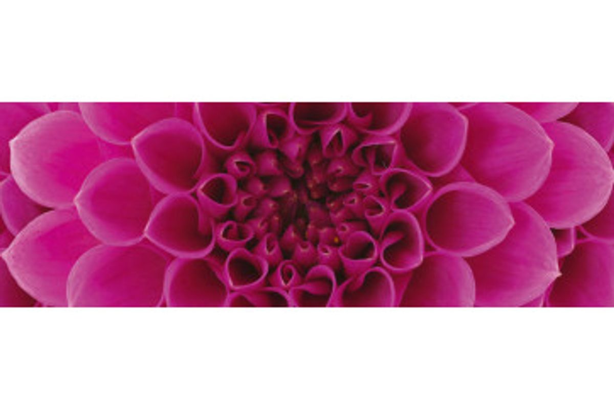 Stænkfolie til køkken - Pink Dahlia