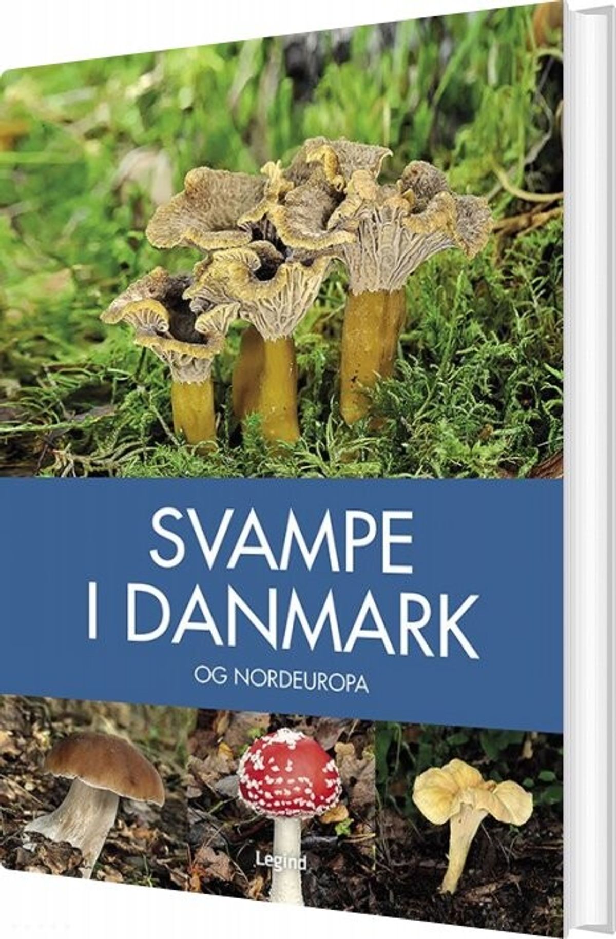 Svampe I Danmark - Josephine Bacon - Bog