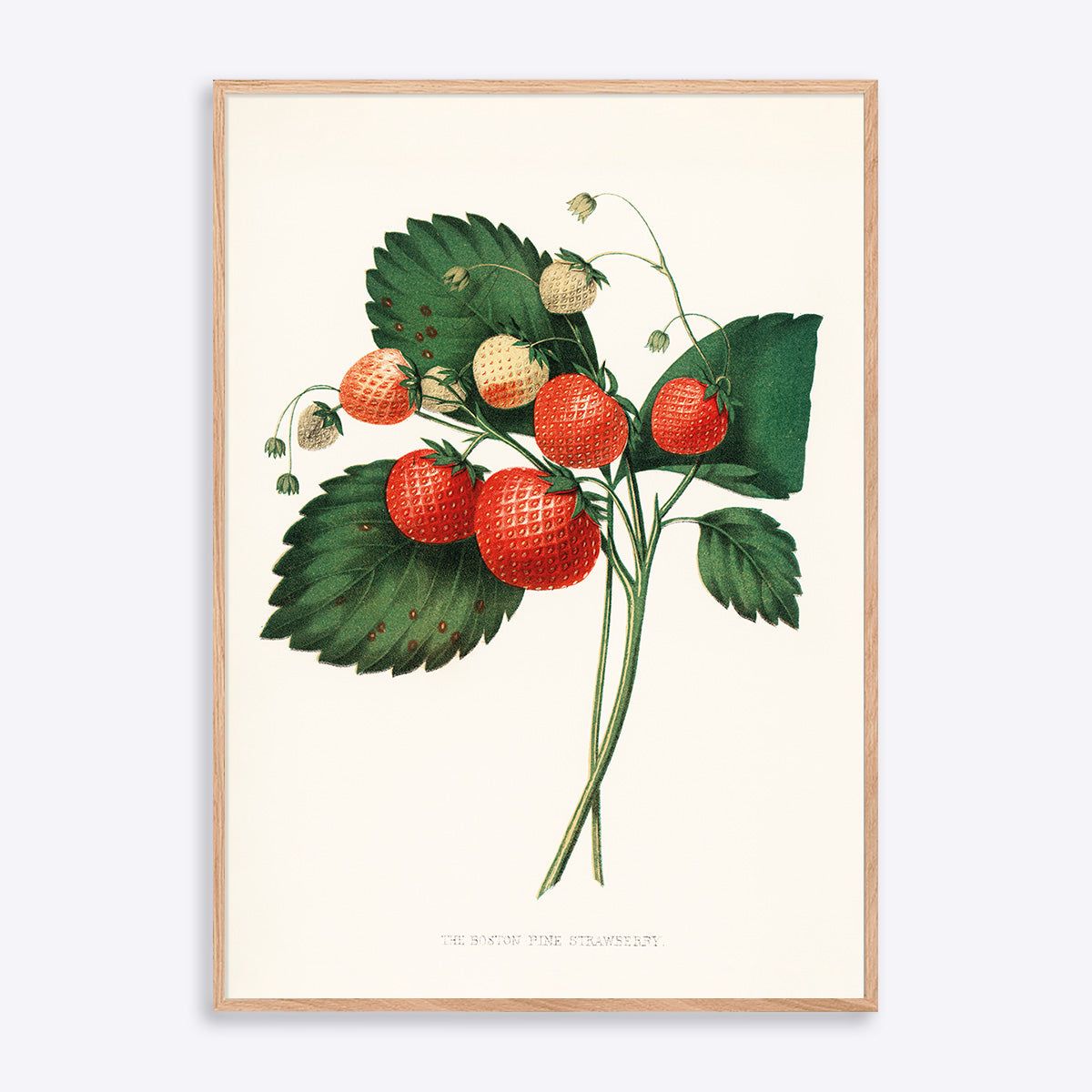 The Boston Pine Strawberry - 30x40 cm