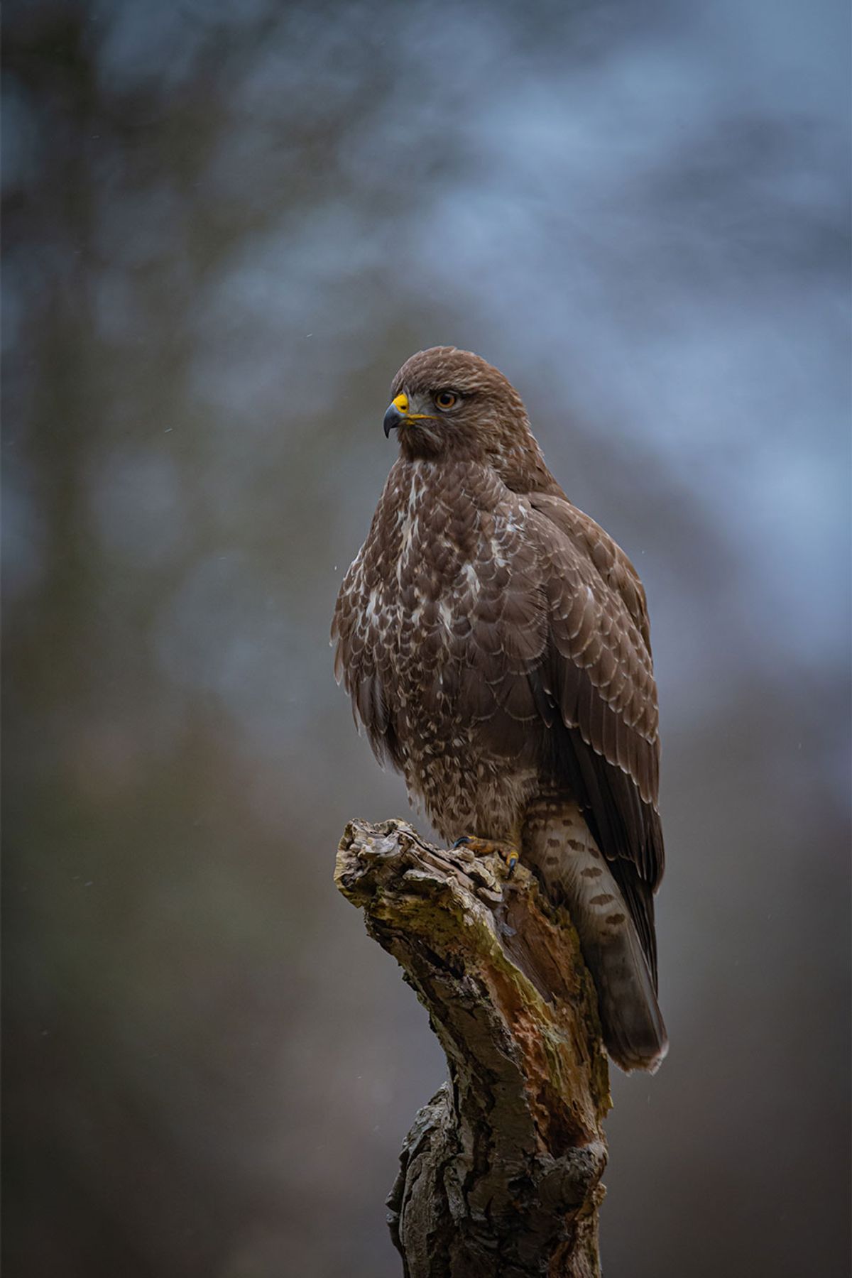 The buzzard af Daniel Faisst