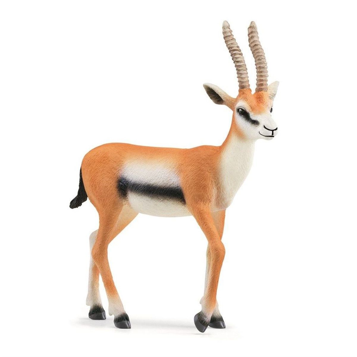 Thompsongazelle