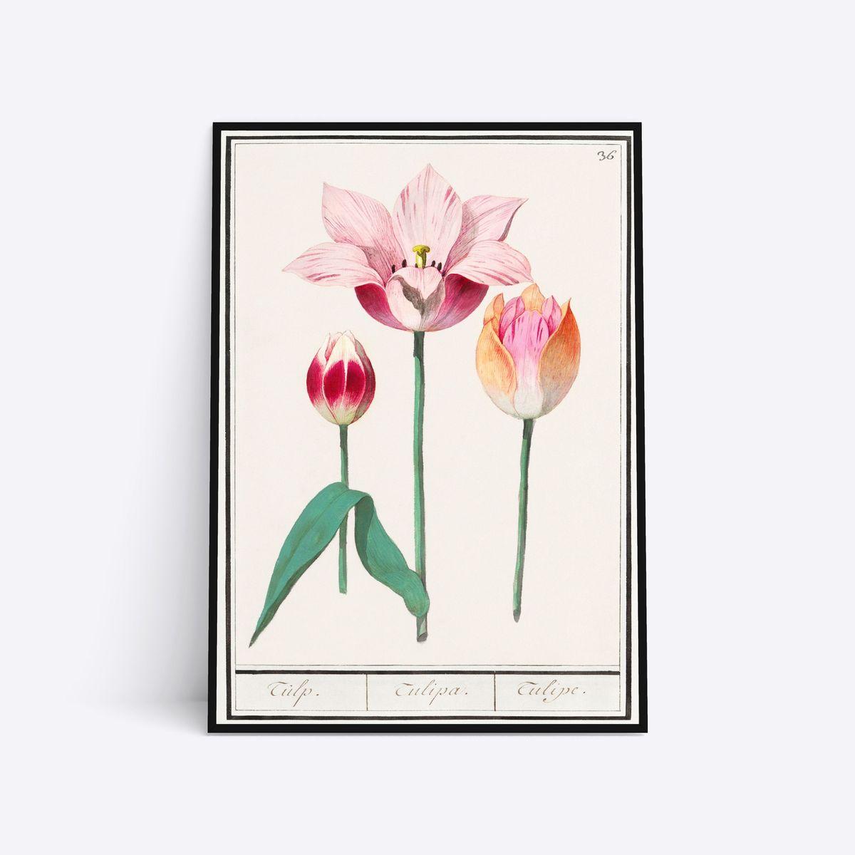 Three Tulips - 50x70 cm