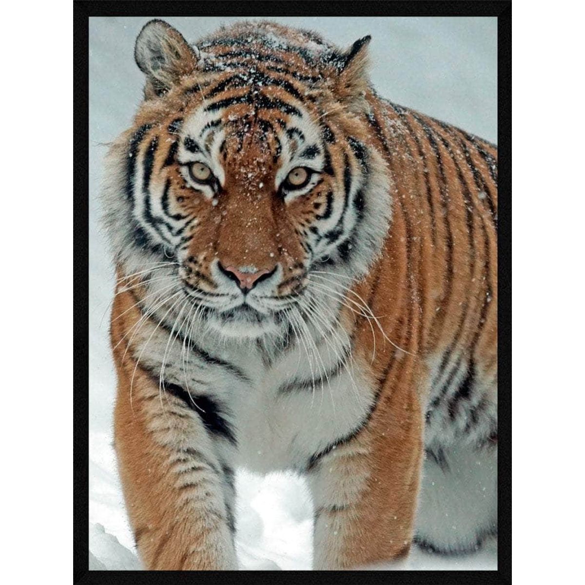 Tiger i sneen - plakat