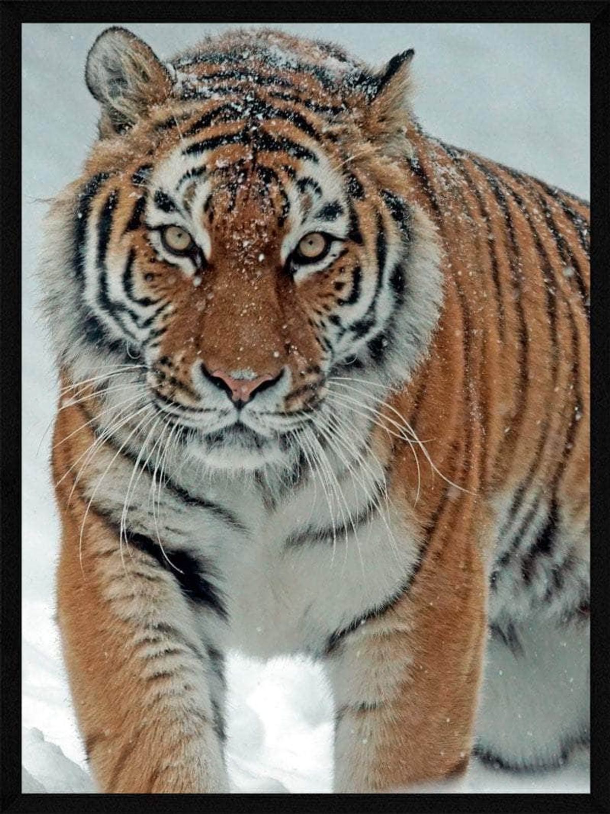 Tiger i sneen - plakat