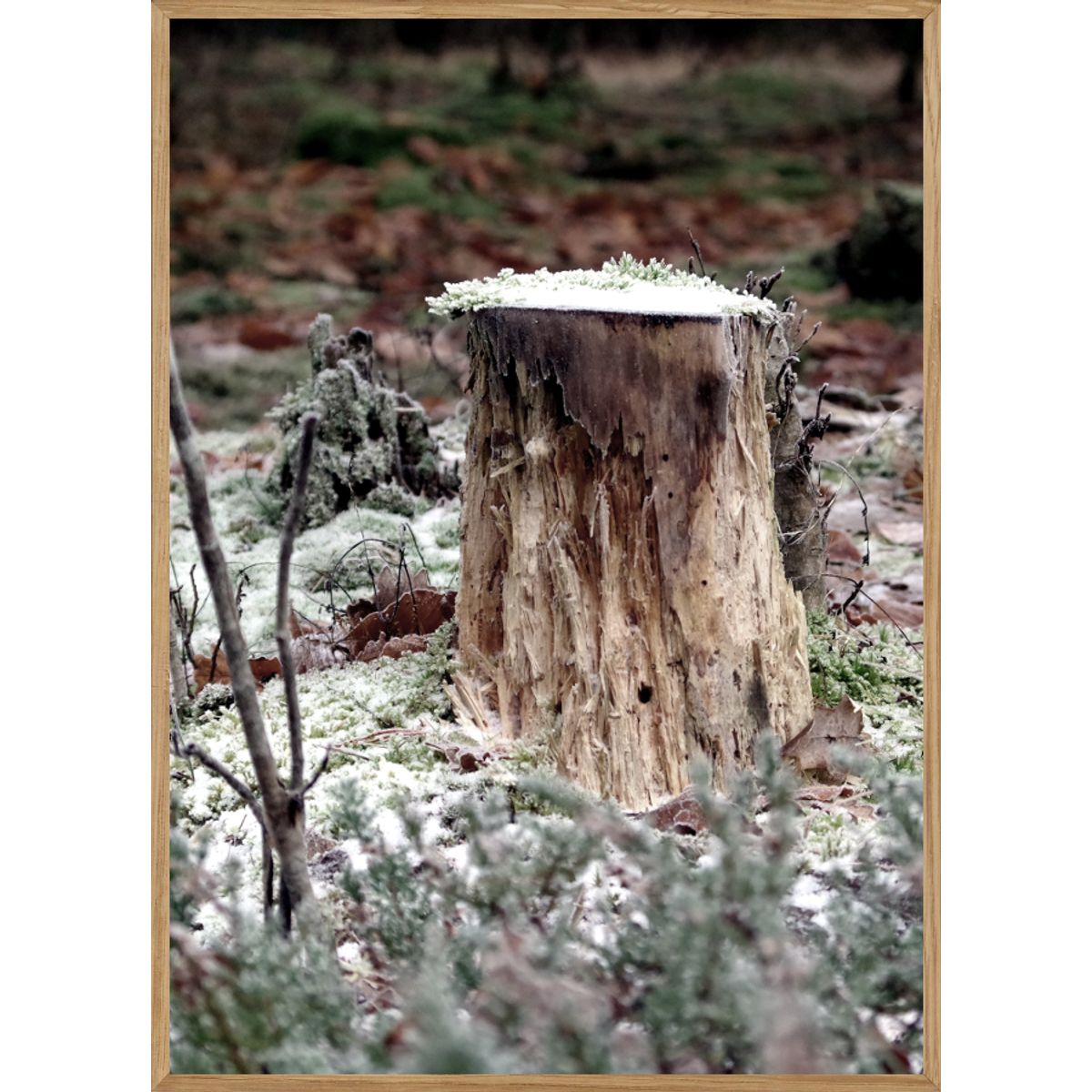 TRÆSTUB - NATURPLAKAT 70 x 100cm - BOLIGEN > NATURPLAKATER - Living Nature