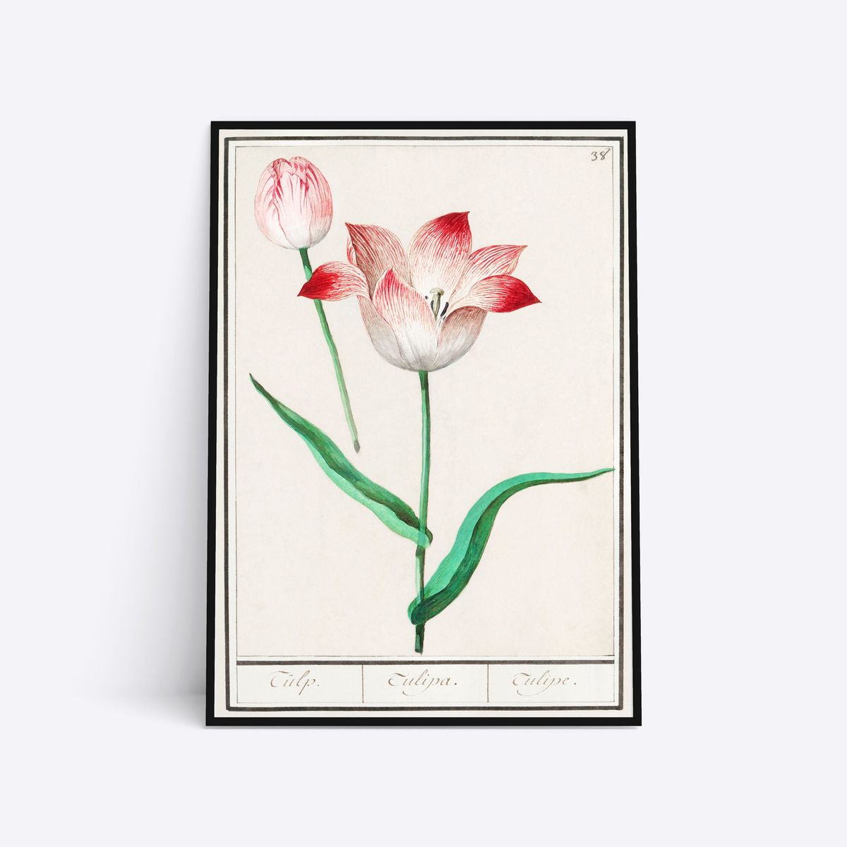 Tulip - 21x30 cm