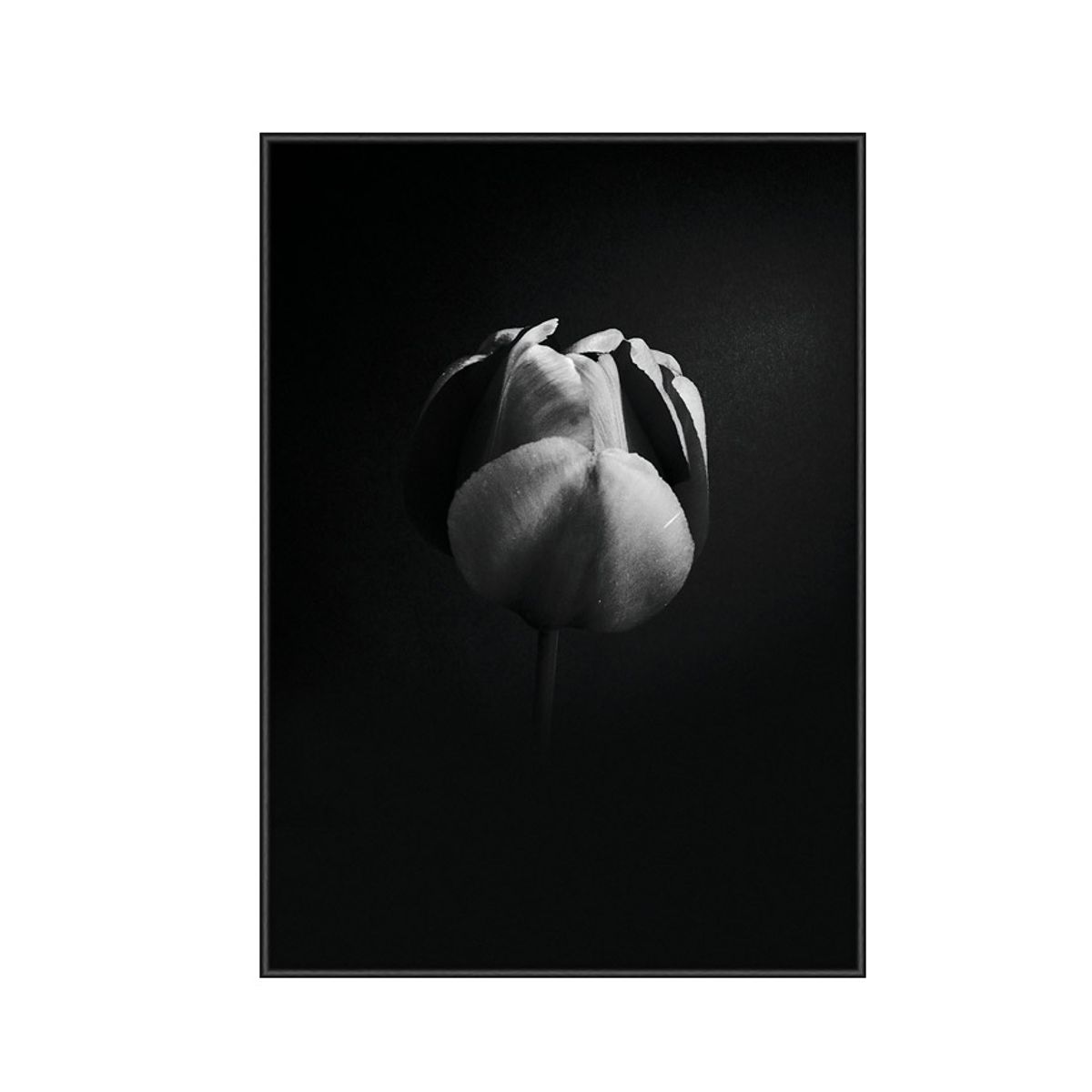 TULIP LIFE 1 PLAKAT