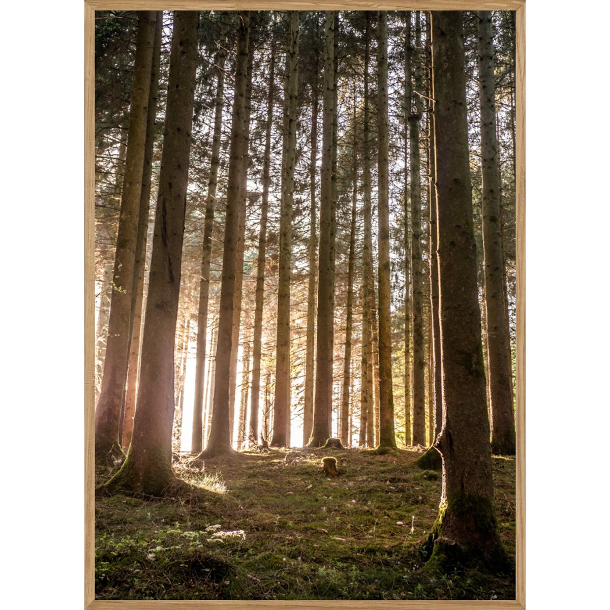 VELLING SKOV - NATURPLAKAT A4 ( 21 x 29,7cm) - BOLIGEN > NATURPLAKATER - Living Nature