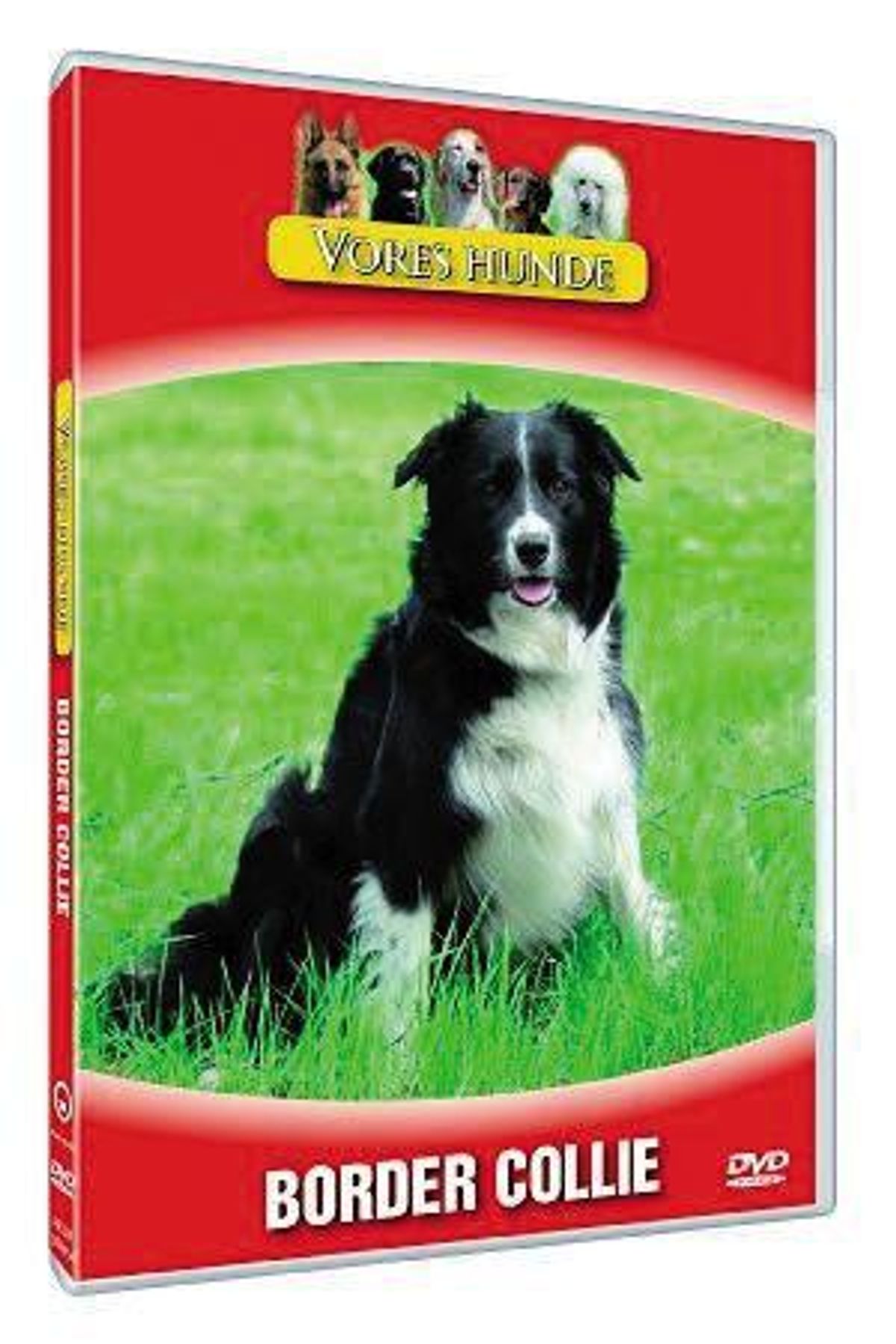 Vores hunde - Border Collie