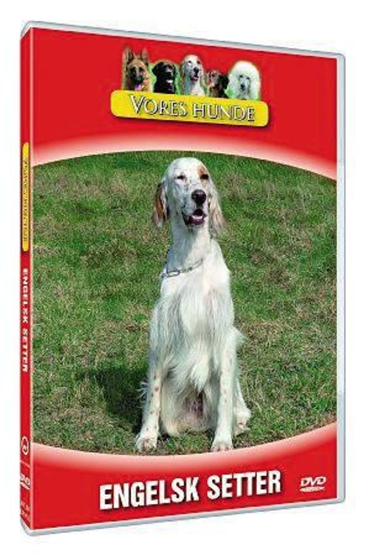 Vores hunde - Engelsk Setter