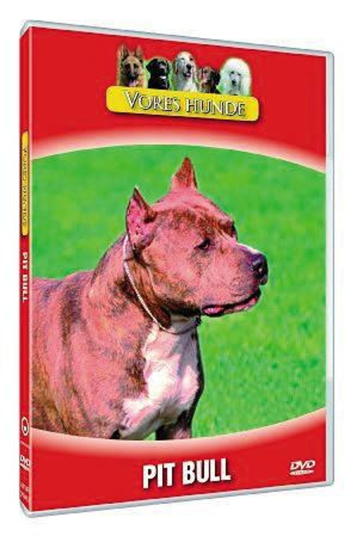 Vores hunde - Pit Bull