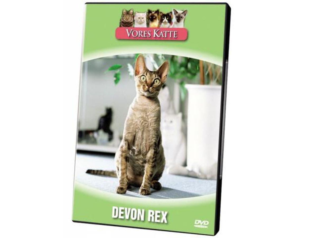 Vores Katte. Devon rex