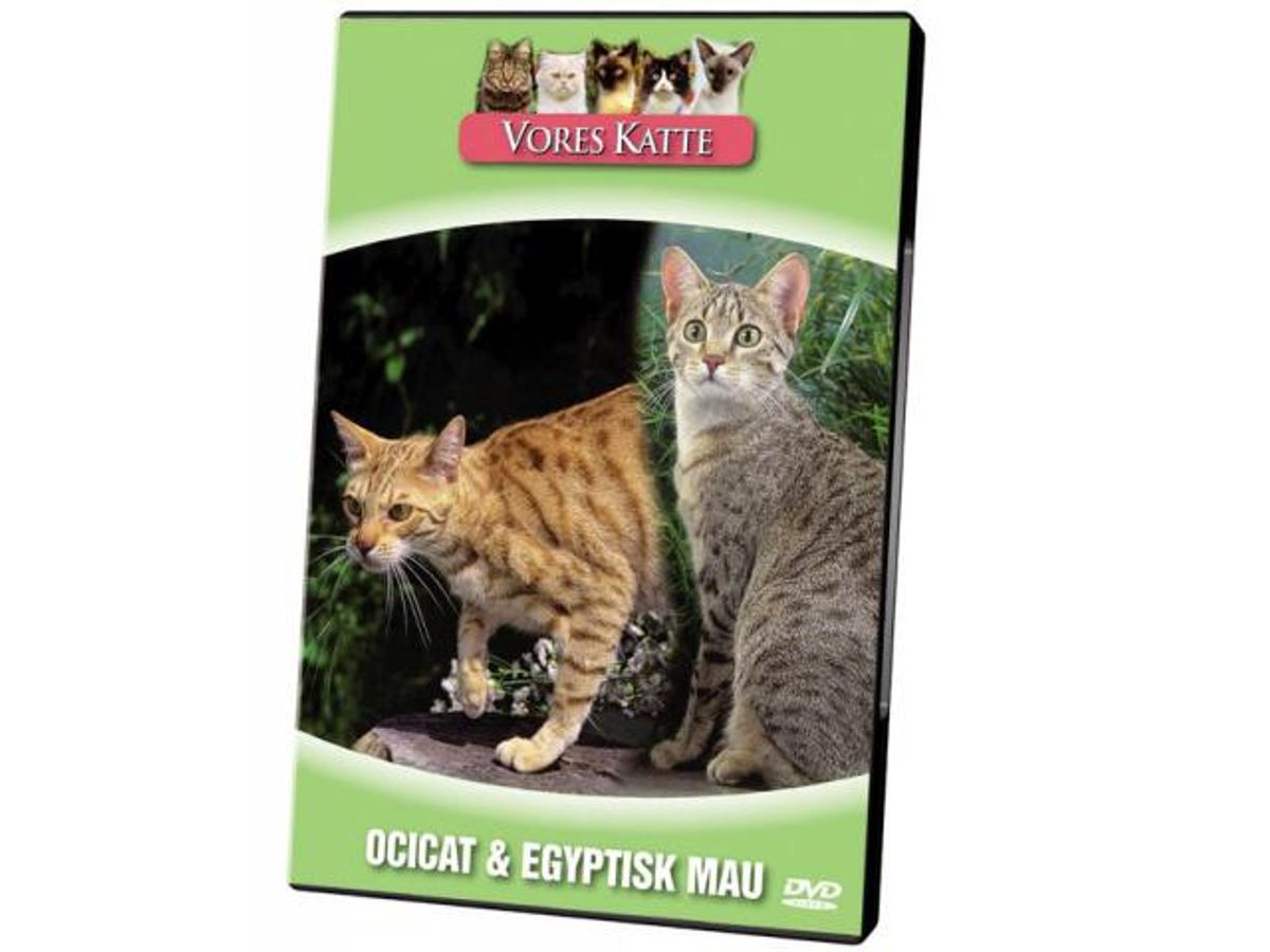 Vores Katte. Ocicat & Egyptisk Mau