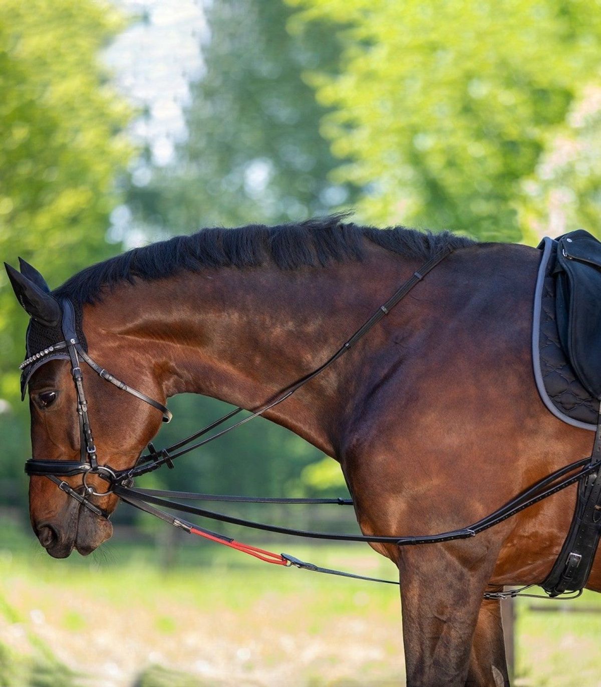 Waldhausen Draw Reins W-trainRein