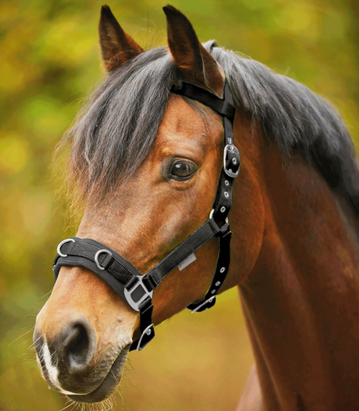 Waldhausen kapsun i nylon - Mørkegrøn, Cob