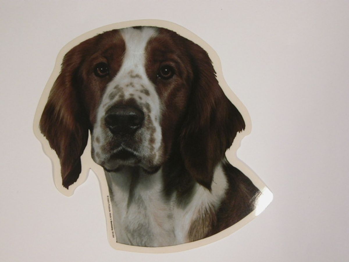 Welsh Springer Spaniel, hv. Vælg: klistermærke, nøglering, broche, slipsenål, mm