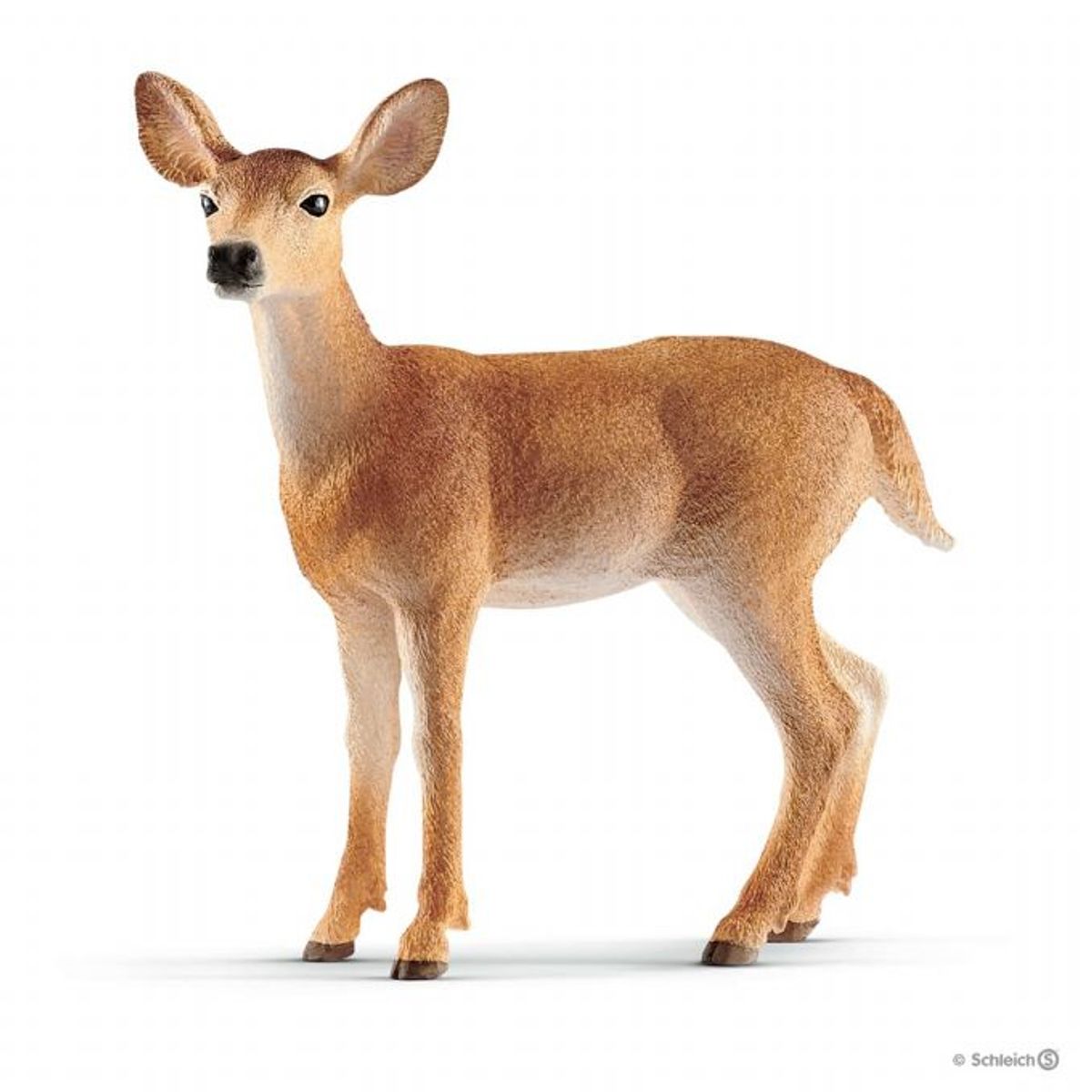 Whitetail-hind