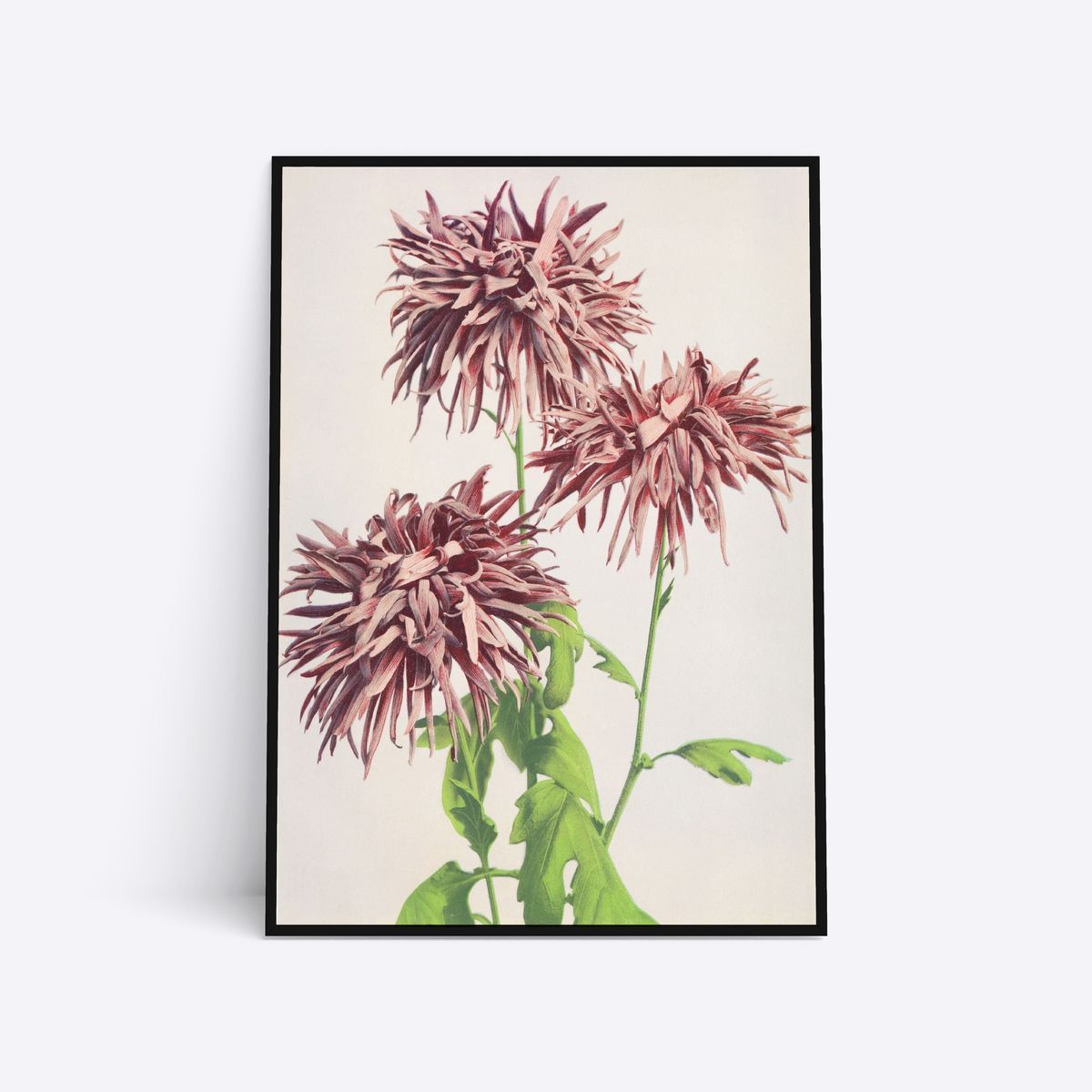 Wild Flower Heads - 21x30 cm