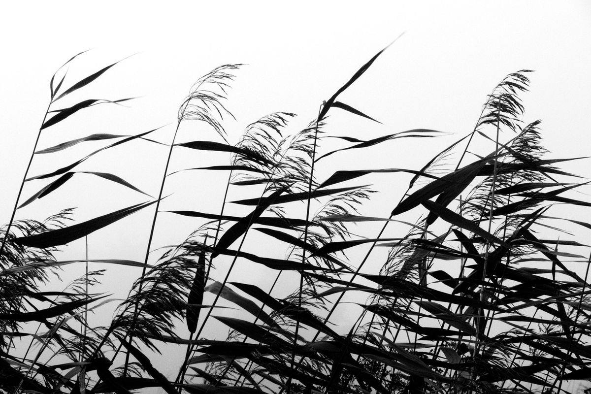 Windy weed black white af Kirsten Stigsgaard