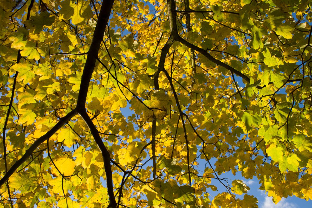 Yellow Maple af Kirsten Stigsgaard