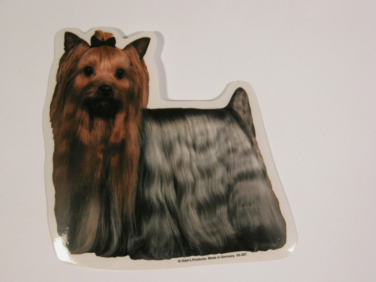 Yorkshire Terrier, st. Vælg: klistermærke, nøglering, broche, slipsenål, mm