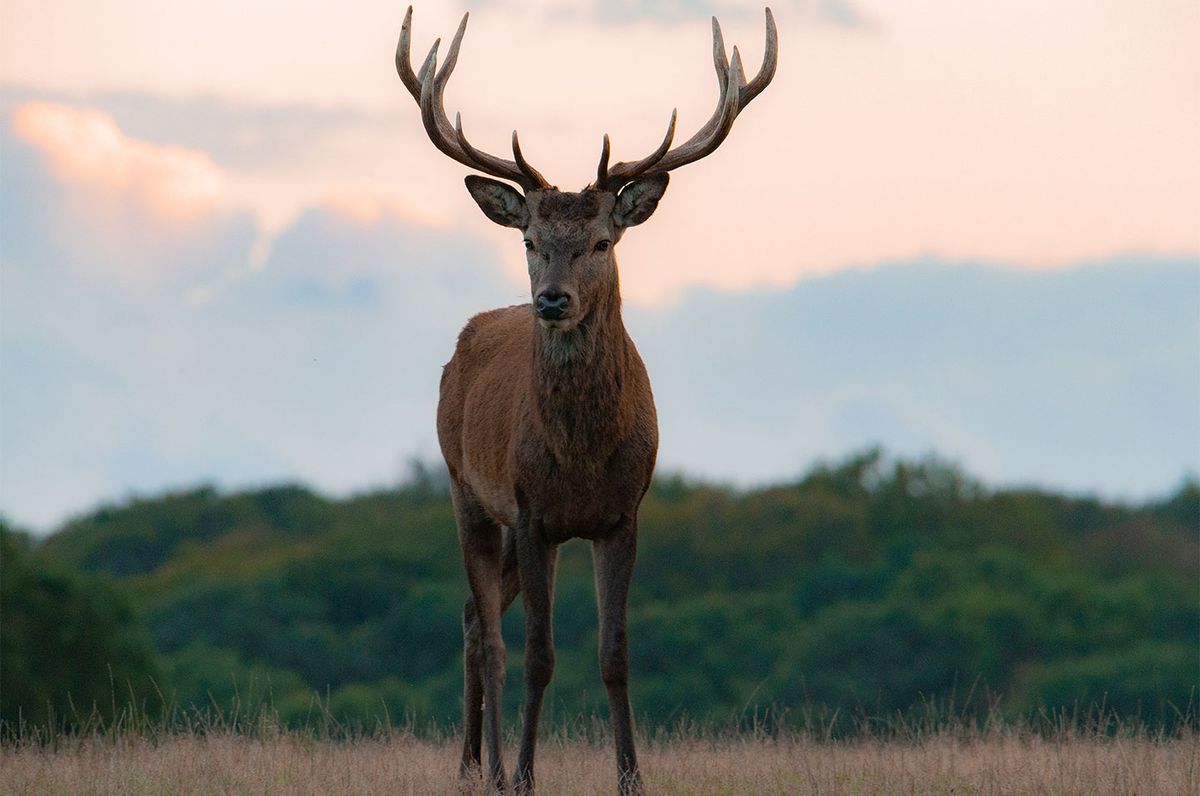 Young red deer stag af Daniel Faisst